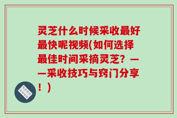 灵芝什么时候采收最好最快呢视频(如何选择最佳时间采摘灵芝？——采收技巧与窍门分享！)