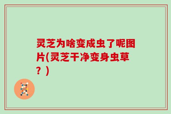 灵芝为啥变成虫了呢图片(灵芝干净变身虫草？)