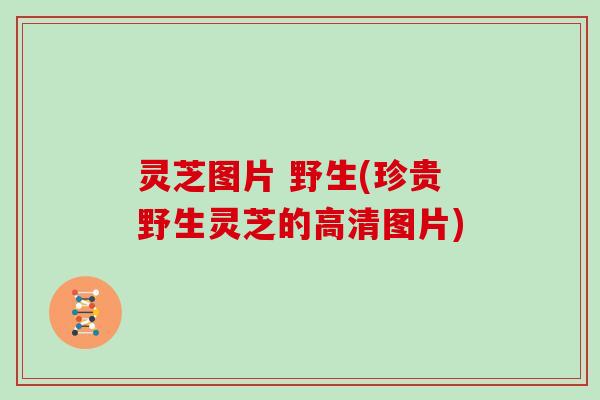 灵芝图片 野生(珍贵野生灵芝的高清图片)