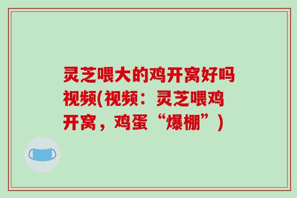 灵芝喂大的鸡开窝好吗视频(视频:灵芝喂鸡开窝,鸡蛋“爆棚”)