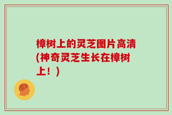 樟树上的灵芝图片高清(神奇灵芝生长在樟树上!)