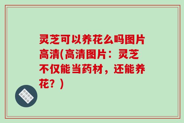 灵芝可以养花么吗图片高清(高清图片:灵芝不仅能当药材,还能养花?)