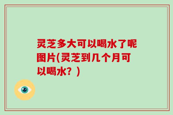 灵芝多大可以喝水了呢图片(灵芝到几个月可以喝水?)
