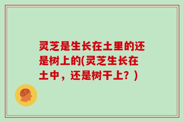 灵芝是生长在土里的还是树上的(灵芝生长在土中，还是树干上？)