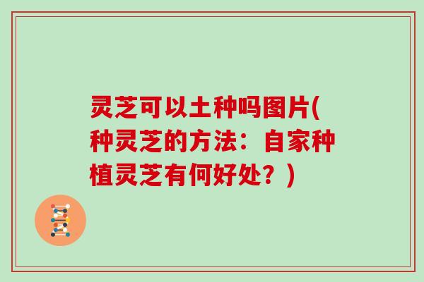 灵芝可以土种吗图片(种灵芝的方法：自家种植灵芝有何好处？)