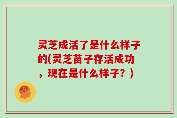 灵芝成活了是什么样子的(灵芝苗子存活成功，现在是什么样子？)