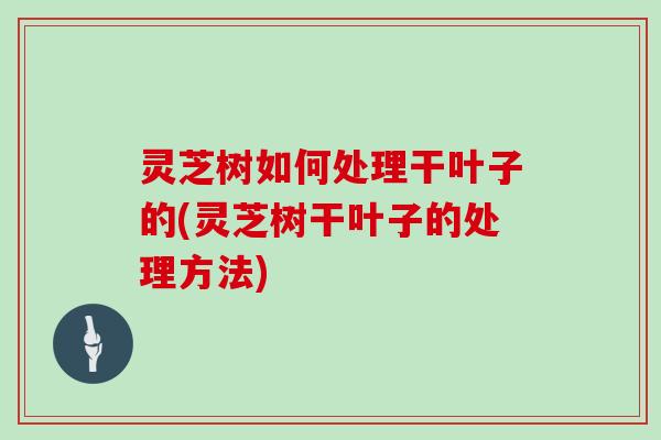 灵芝树如何处理干叶子的(灵芝树干叶子的处理方法)