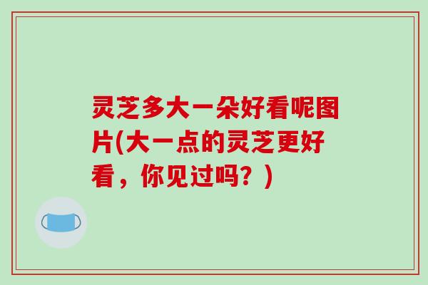 灵芝多大一朵好看呢图片(大一点的灵芝更好看,你见过吗?)