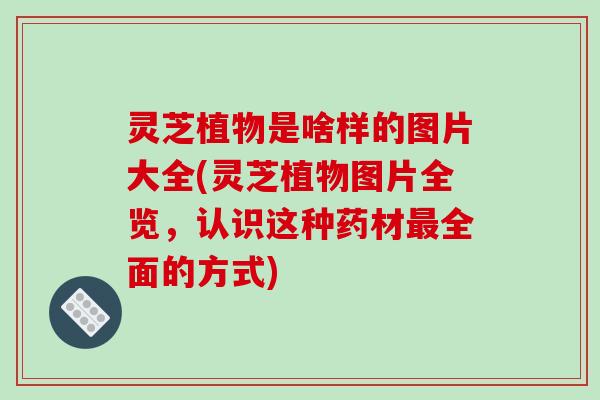 灵芝植物是啥样的图片大全(灵芝植物图片全览，认识这种药材最全面的方式)