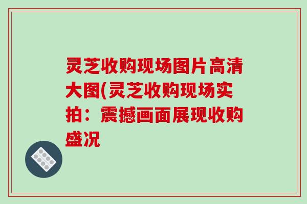 灵芝收购现场图片高清大图(灵芝收购现场实拍:震撼画面展现收购盛况