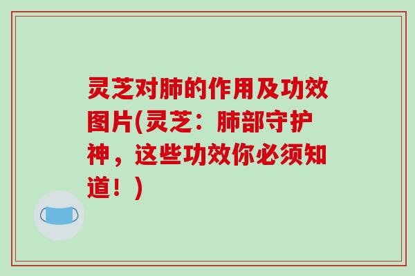 灵芝对肺的作用及功效图片(灵芝:肺部守护神,这些功效你必须知道!)