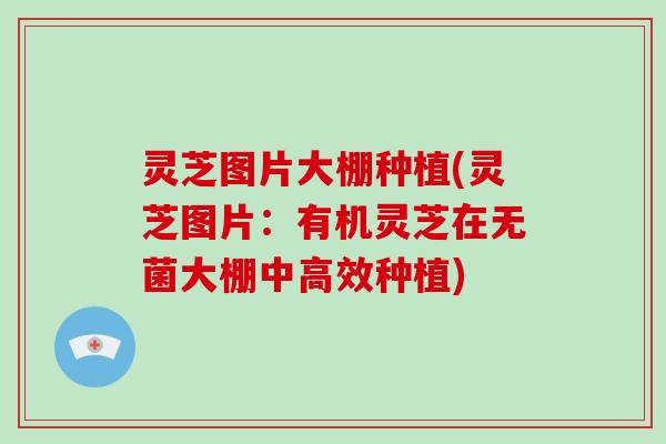 灵芝图片大棚种植(灵芝图片:有机灵芝在无菌大棚中高效种植)