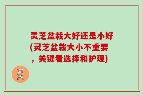 灵芝盆栽大好还是小好(灵芝盆栽大小不重要，关键看选择和护理)