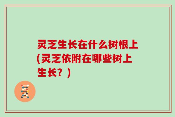灵芝生长在什么树根上(灵芝依附在哪些树上生长？)