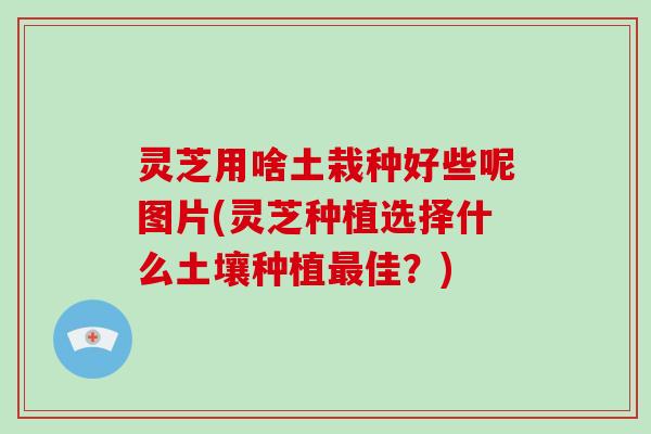 灵芝用啥土栽种好些呢图片(灵芝种植选择什么土壤种植最佳？)