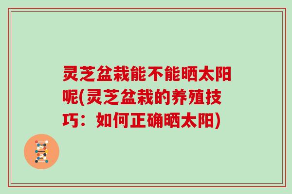 灵芝盆栽能不能晒太阳呢(灵芝盆栽的养殖技巧:如何正确晒太阳)