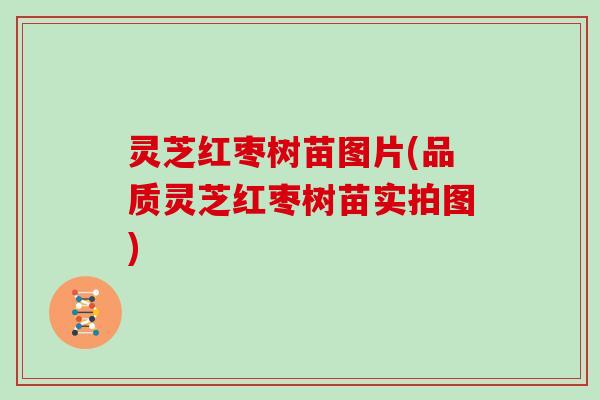 灵芝红枣树苗图片(品质灵芝红枣树苗实拍图)