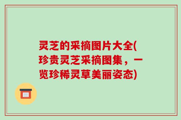 灵芝的采摘图片大全(珍贵灵芝采摘图集，一览珍稀灵草美丽姿态)