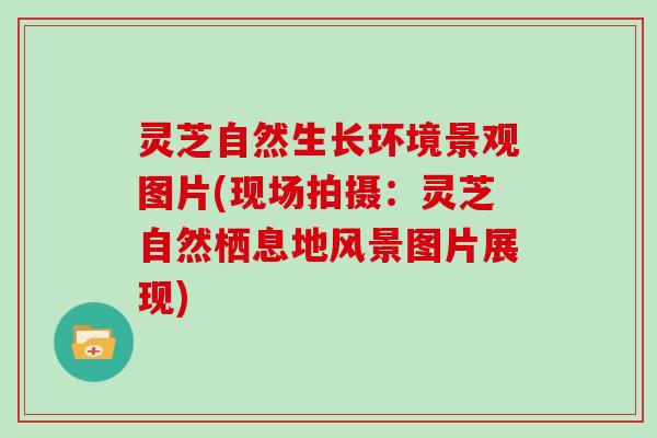 灵芝自然生长环境景观图片(现场拍摄:灵芝自然栖息地风景图片展现)