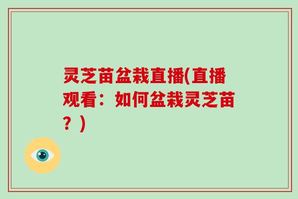灵芝苗盆栽直播(直播观看:如何盆栽灵芝苗?)