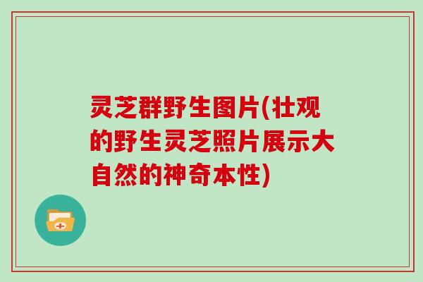 灵芝群野生图片(壮观的野生灵芝照片展示大自然的神奇本性)