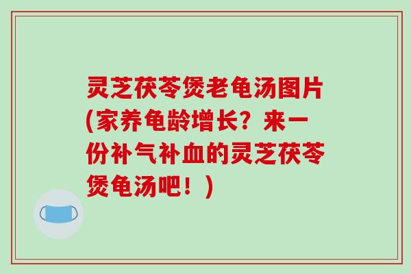 灵芝茯苓煲老龟汤图片(家养龟龄增长?来一份补气补血的灵芝茯苓煲龟汤吧!)