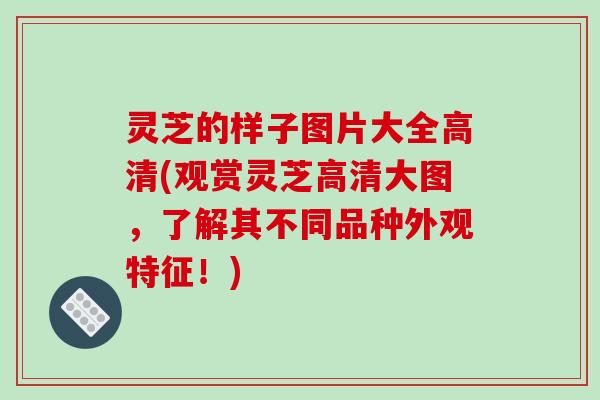 灵芝的样子图片大全高清(观赏灵芝高清大图，了解其不同品种外观特征！)