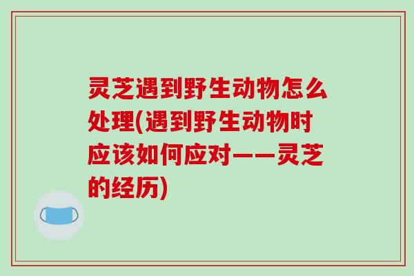 灵芝遇到野生动物怎么处理(遇到野生动物时应该如何应对——灵芝的经历)
