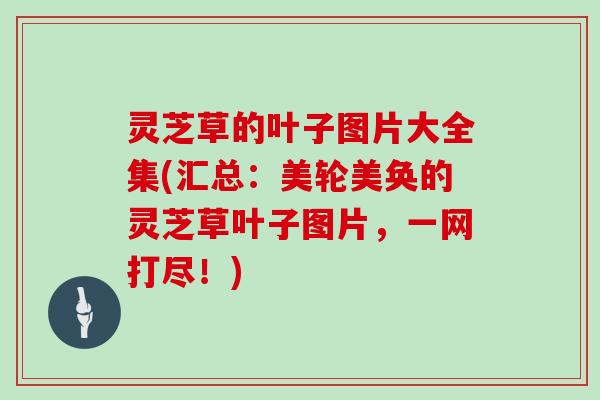灵芝草的叶子图片大全集(汇总:美轮美奂的灵芝草叶子图片,一网打尽!)