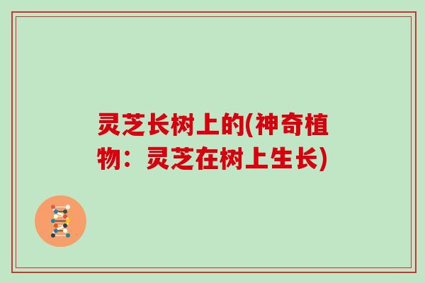 灵芝长树上的(神奇植物：灵芝在树上生长)
