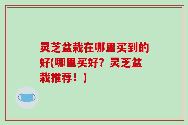 灵芝盆栽在哪里买到的好(哪里买好?灵芝盆栽推荐!)