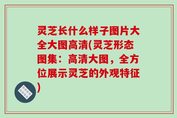 灵芝长什么样子图片大全大图高清(灵芝形态图集:高清大图,全方位展示灵芝的外观特征)