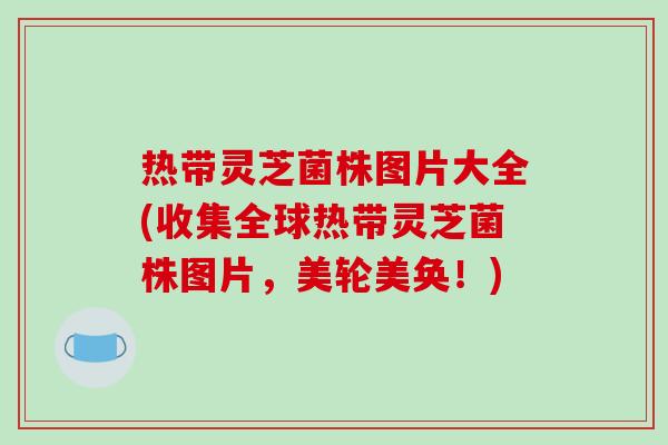热带灵芝菌株图片大全(收集全球热带灵芝菌株图片,美轮美奂!)