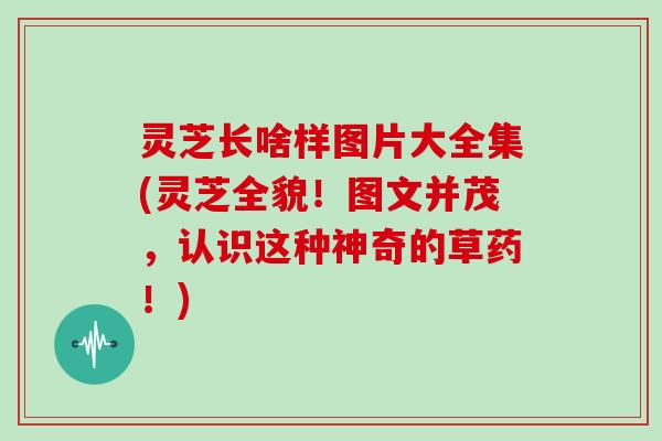 灵芝长啥样图片大全集(灵芝全貌！图文并茂，认识这种神奇的草药！)