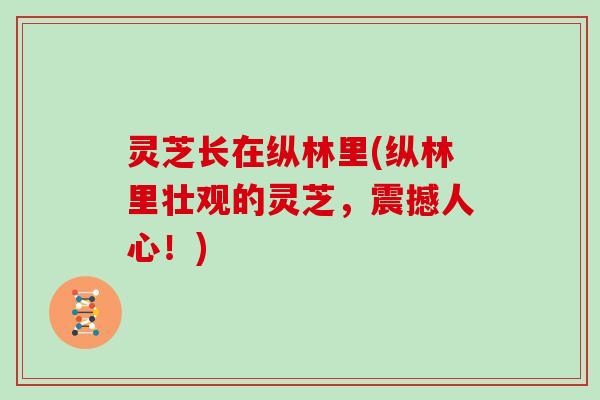 灵芝长在纵林里(纵林里壮观的灵芝，震撼人心！)