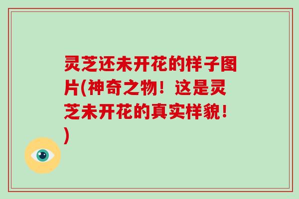 灵芝还未开花的样子图片(神奇之物!这是灵芝未开花的真实样貌!)