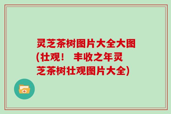 灵芝茶树图片大全大图(壮观! 丰收之年灵芝茶树壮观图片大全)