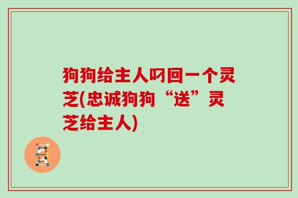 狗狗给主人叼回一个灵芝(忠诚狗狗“送”灵芝给主人)
