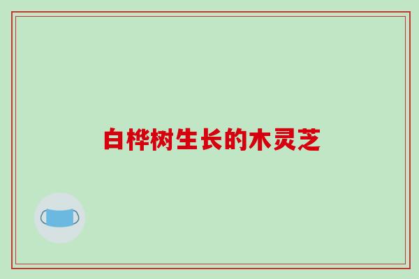 白桦树生长的木灵芝
