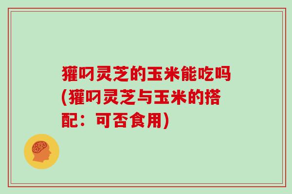 獾叼灵芝的玉米能吃吗(獾叼灵芝与玉米的搭配:可否食用)