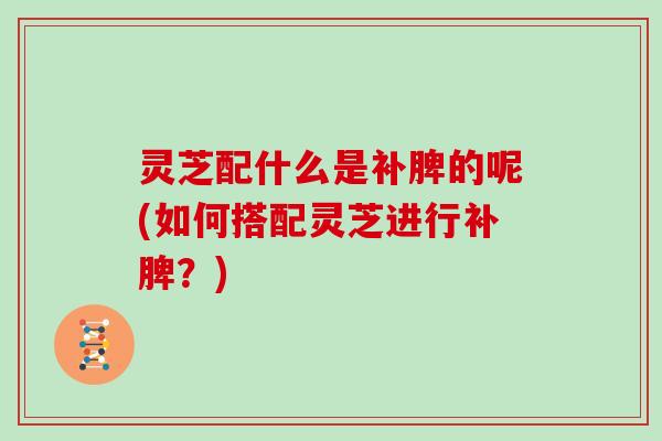 灵芝配什么是补脾的呢(如何搭配灵芝进行补脾?)