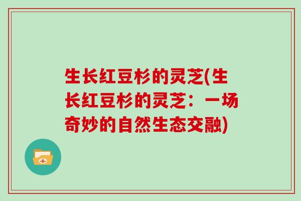 生长红豆杉的灵芝(生长红豆杉的灵芝:一场奇妙的自然生态交融)