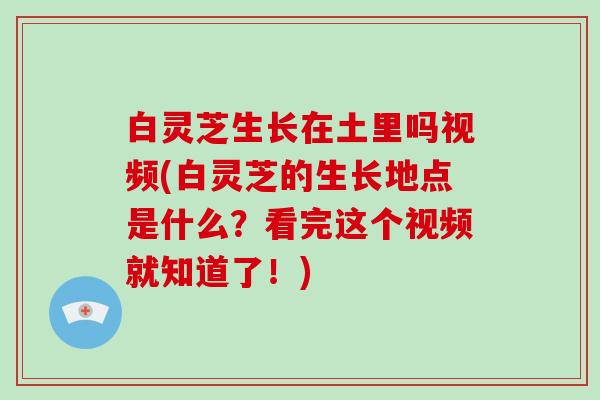 白灵芝生长在土里吗视频(白灵芝的生长地点是什么?看完这个视频就知道了!)