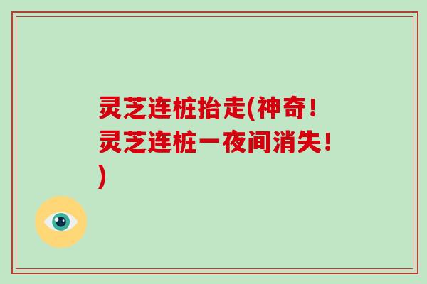 灵芝连桩抬走(神奇！灵芝连桩一夜间消失！)