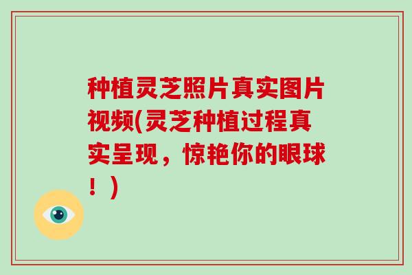 种植灵芝照片真实图片视频(灵芝种植过程真实呈现，惊艳你的眼球！)