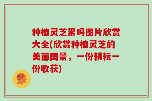种植灵芝累吗图片欣赏大全(欣赏种植灵芝的美丽图景,一份耕耘一份收获)