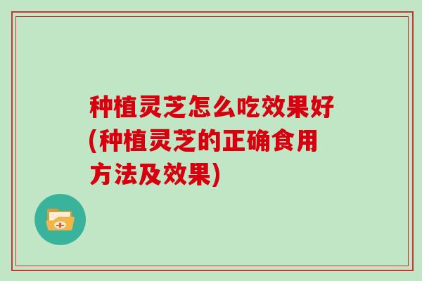 种植灵芝怎么吃效果好(种植灵芝的正确食用方法及效果)