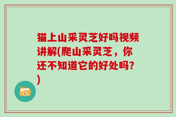 猫上山采灵芝好吗视频讲解(爬山采灵芝,你还不知道它的好处吗?)