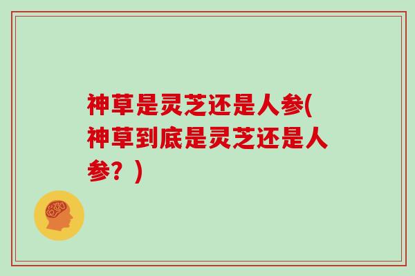 神草是灵芝还是人参(神草到底是灵芝还是人参?)