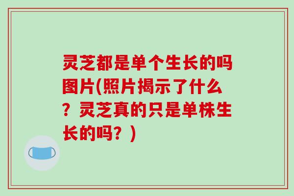 灵芝都是单个生长的吗图片(照片揭示了什么？灵芝真的只是单株生长的吗？)